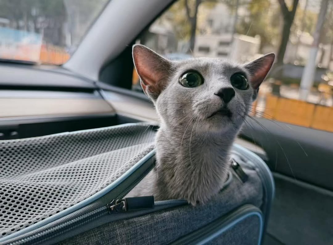 Russian Blue Kitten Vet Check California - Health Checked Kittens - Veterinary Care - Healthy Russian Blue